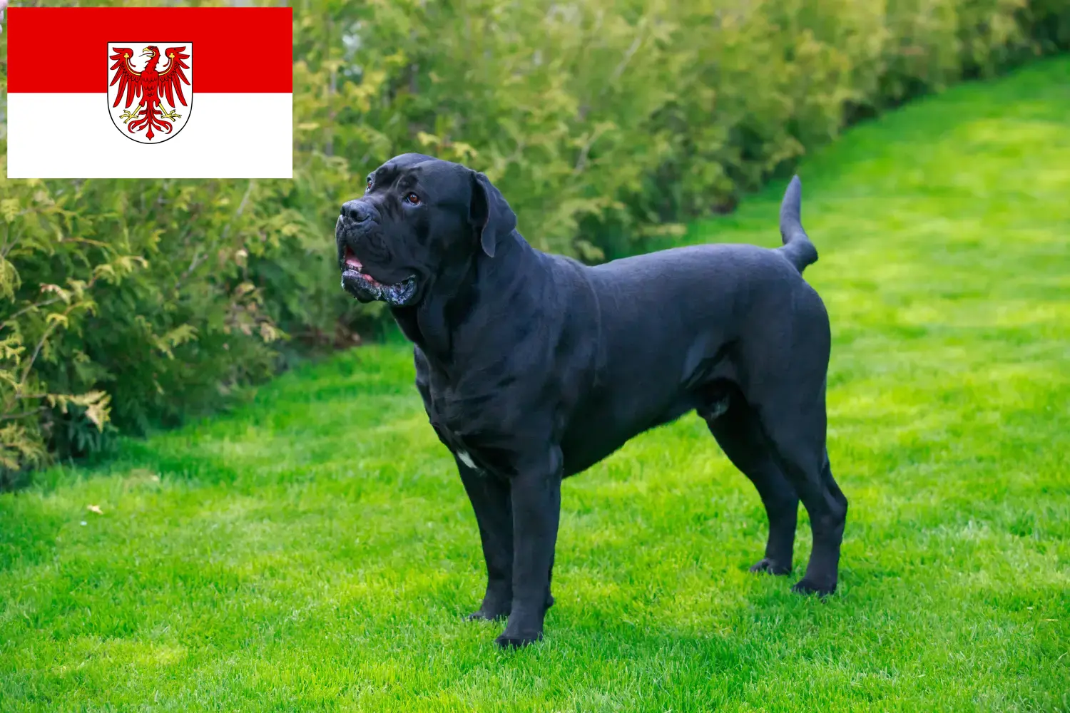 Cane Corso Italiano breeders and puppies in Brandenburg - DogWeb.com