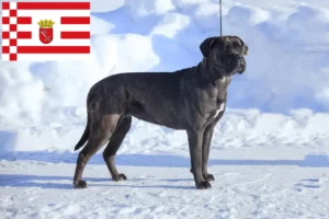 Read more about the article Cane Corso Italiano breeders and puppies in Bremen