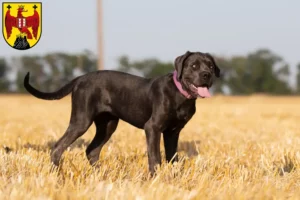 Read more about the article Cane Corso Italiano breeders and puppies in Burgenland