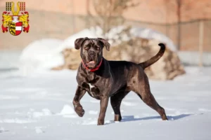 Read more about the article Cane Corso Italiano breeders and puppies in Carinthia