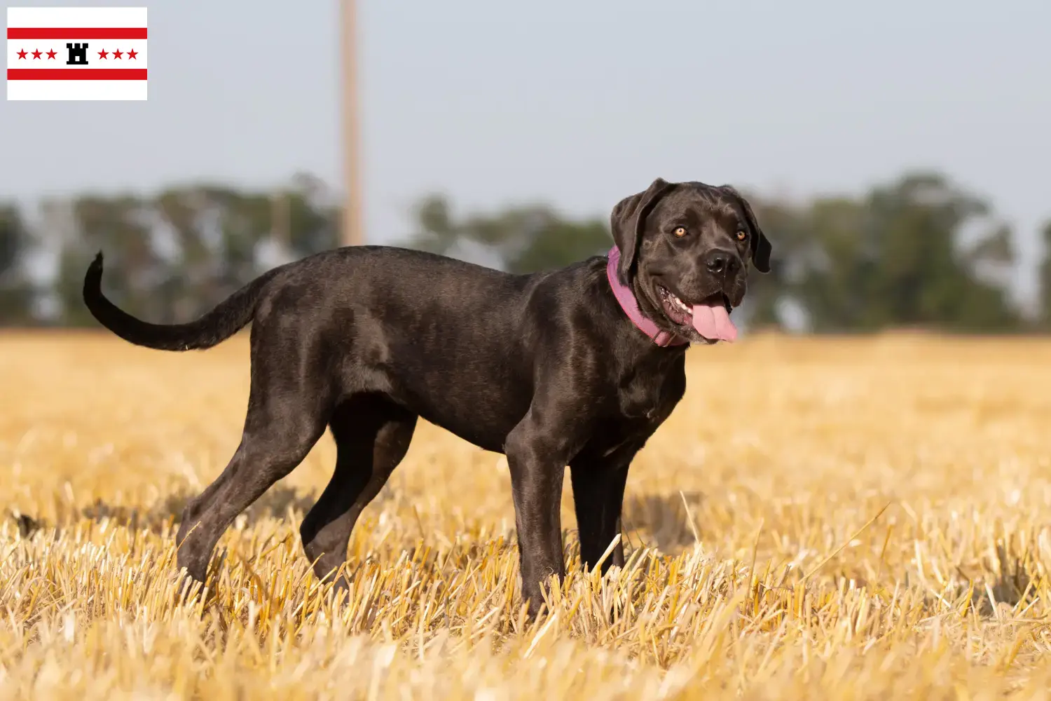 Cane Corso Italiano breeders and puppies in Drenthe - DogWeb.com