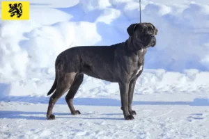 Read more about the article Cane Corso Italiano breeders and puppies in Flanders