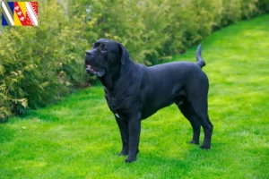 Read more about the article Cane Corso Italiano breeders and puppies in Grand Est