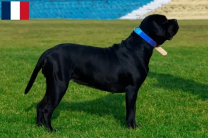 Read more about the article Cane Corso Italiano breeders and puppies in Guadeloupe