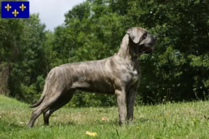 Read more about the article Cane Corso Italiano breeders and puppies in Île-de-France