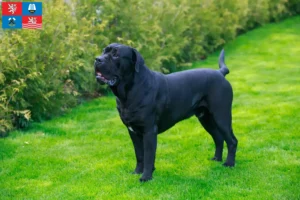 Read more about the article Cane Corso Italiano breeders and puppies in Karlsbad