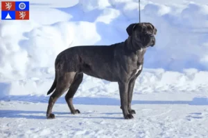 Read more about the article Cane Corso Italiano breeders and puppies in Liberec