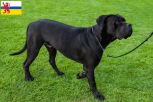 Read more about the article Cane Corso Italiano breeders and puppies in Limburg