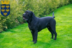 Read more about the article Cane Corso Italiano breeders and puppies in Lower Austria