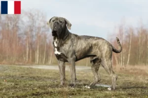 Read more about the article Cane Corso Italiano breeders and puppies in Martinique