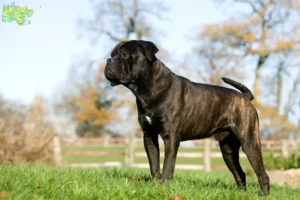 Read more about the article Cane Corso Italiano breeders and puppies in Midtjylland