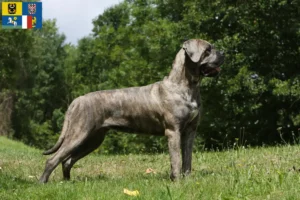 Read more about the article Cane Corso Italiano breeders and puppies in Moravia-Silesia