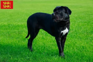 Read more about the article Cane Corso Italiano breeders and puppies in Normandy