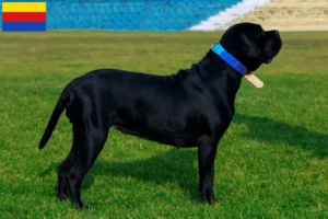 Read more about the article Cane Corso Italiano breeders and puppies in North Holland