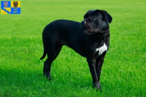 Read more about the article Cane Corso Italiano breeders and puppies in Olomouc