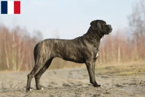 Read more about the article Cane Corso Italiano breeders and puppies in Réunion