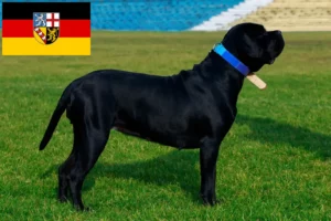 Read more about the article Cane Corso Italiano breeders and puppies in Saarland