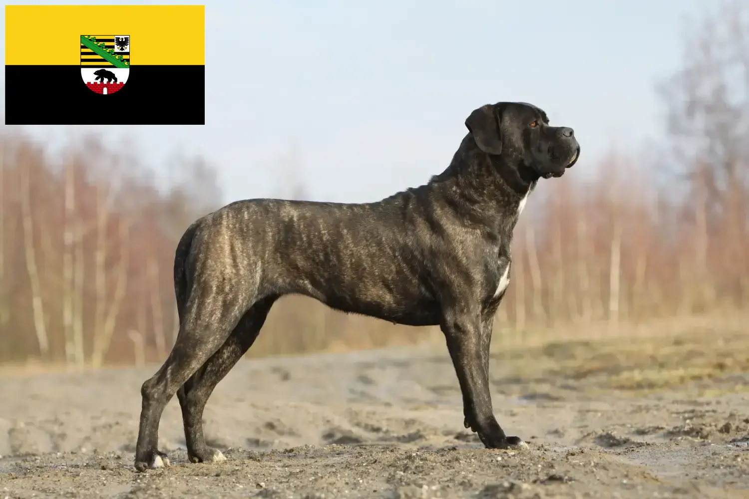 Cane Corso Italiano breeders and puppies in Saxony-Anhalt - DogWeb.com