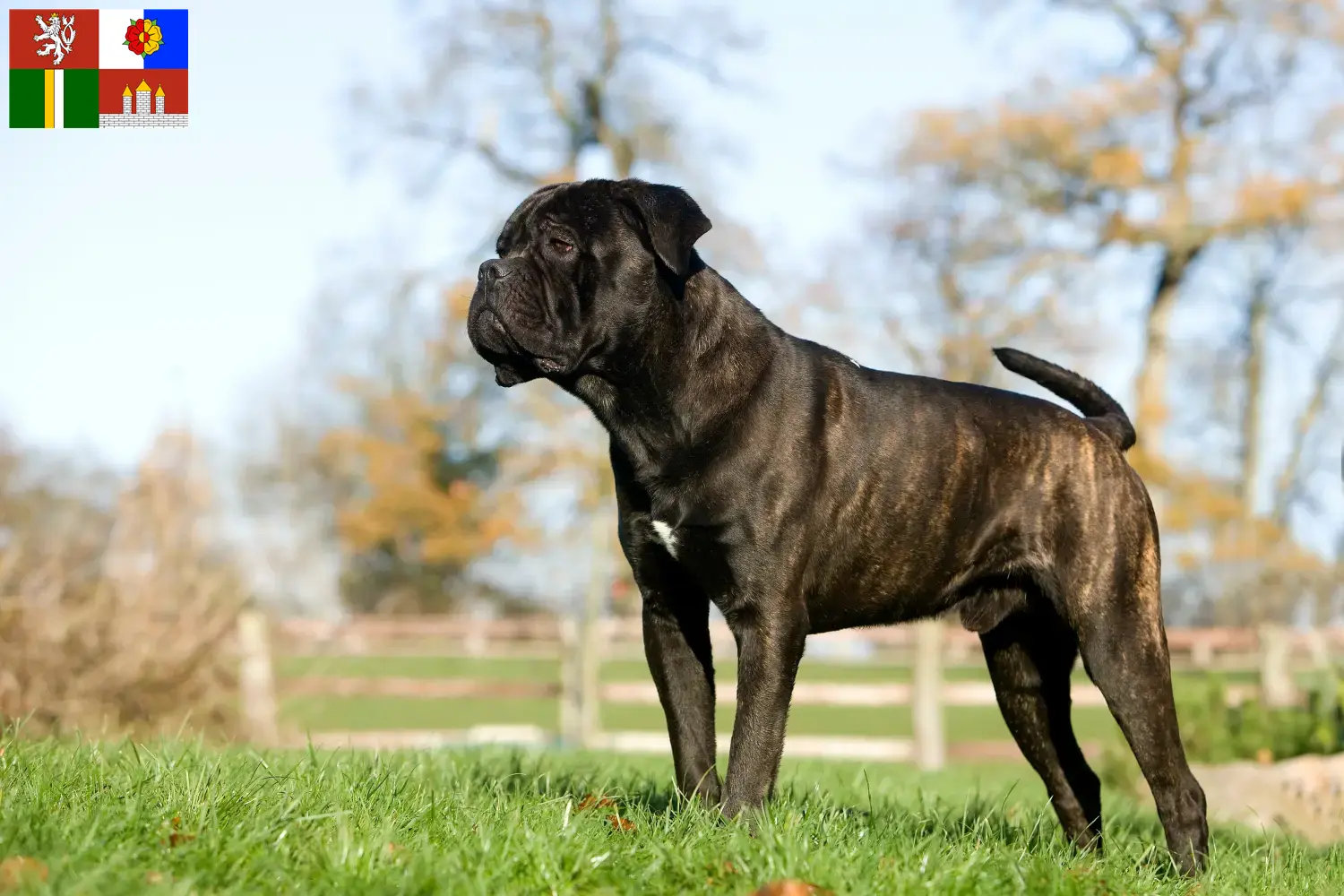 Read more about the article Cane Corso Italiano breeders and puppies in South Bohemia