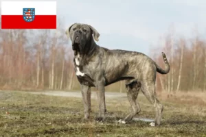 Read more about the article Cane Corso Italiano breeders and puppies in Thuringia