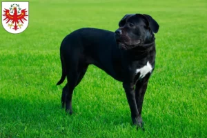 Read more about the article Cane Corso Italiano breeders and puppies in Tyrol