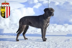 Read more about the article Cane Corso Italiano breeders and puppies in Upper Austria