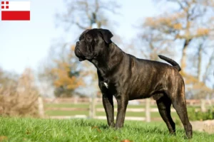 Read more about the article Cane Corso Italiano breeders and puppies in Utrecht