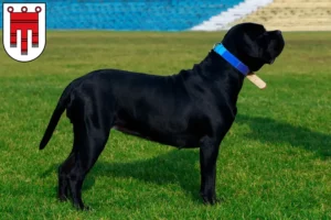 Read more about the article Cane Corso Italiano breeders and puppies in Vorarlberg