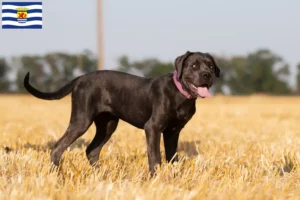 Read more about the article Cane Corso Italiano breeders and puppies in Zeeland