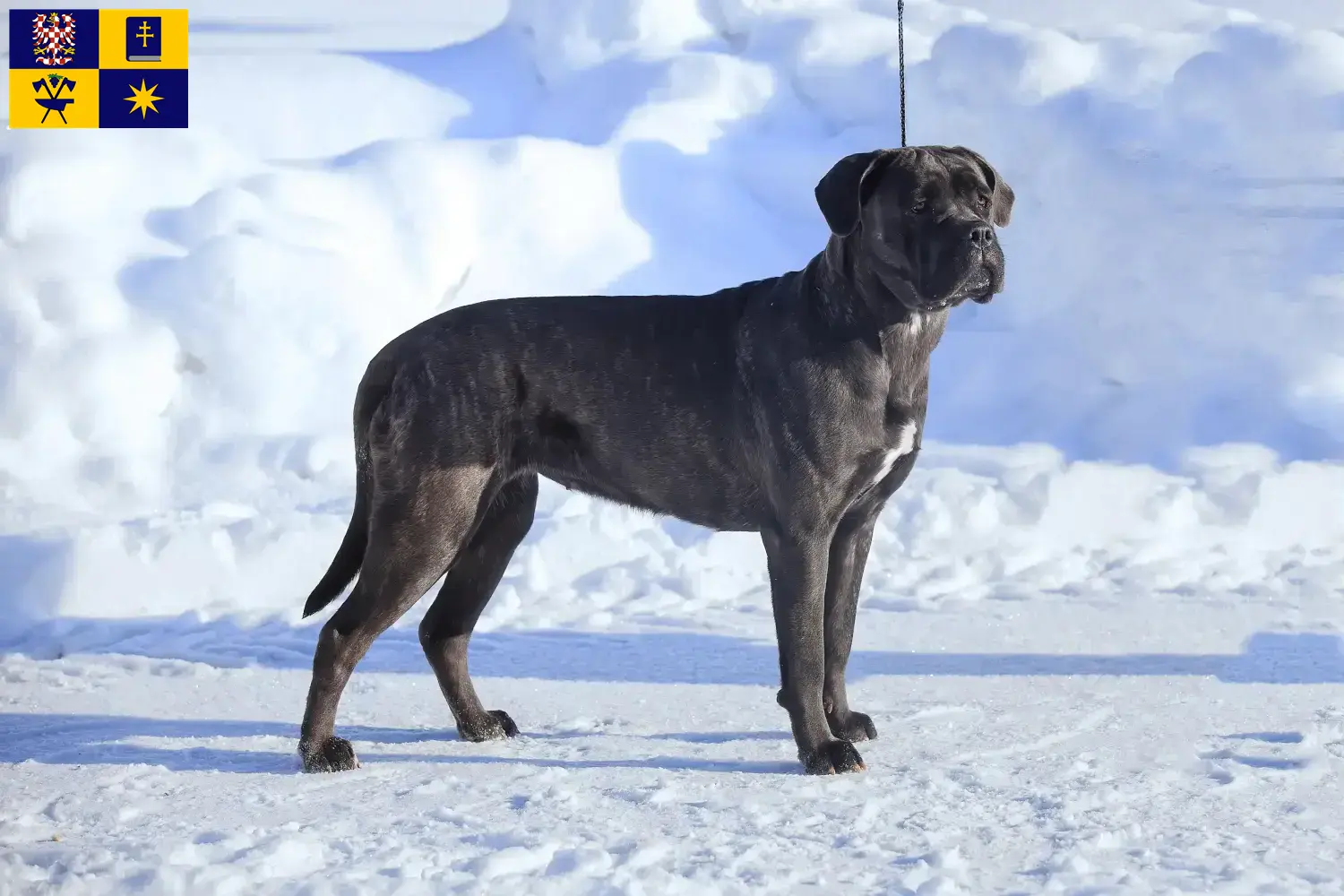 Read more about the article Cane Corso Italiano breeders and puppies in Zlín