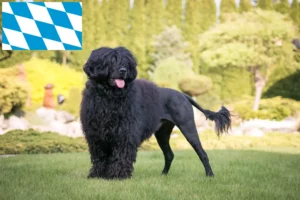 Read more about the article Cão de Agua português breeders and puppies in Bavaria