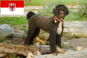 Read more about the article Cão de Agua português breeders and puppies in Brandenburg