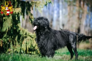 Read more about the article Cão de Agua português breeders and puppies in Carinthia