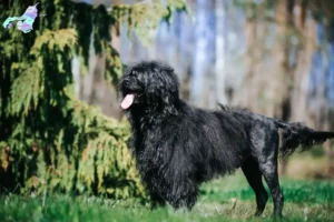 Read more about the article Cão de Agua português breeders and puppies in Nordjylland