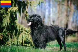 Read more about the article Cão de Agua português breeders and puppies in North Holland