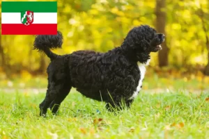 Read more about the article Cão de Agua português breeders and puppies in North Rhine-Westphalia