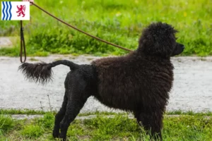 Read more about the article Cão de Agua português breeders and puppies in Nouvelle-Aquitaine