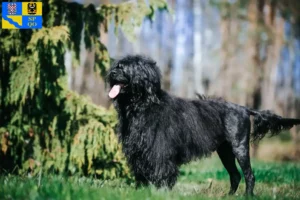 Read more about the article Cão de Agua português breeders and puppies in Olomouc