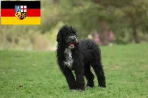 Read more about the article Cão de Agua português breeders and puppies in Saarland