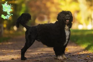 Read more about the article Cão de Agua português breeders and puppies in Sjælland