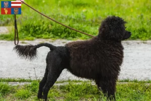 Read more about the article Cão de Agua português breeders and puppies in South Moravia