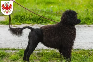 Read more about the article Cão de Agua português breeders and puppies in Tirol