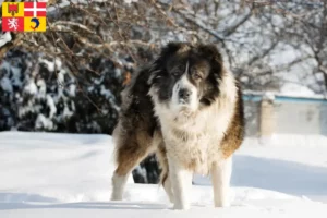 Read more about the article Caucasian Shepherd Dog breeders and puppies in Auvergne-Rhône-Alpes