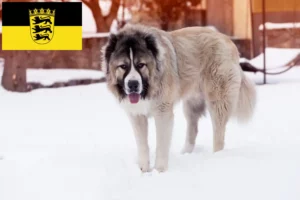 Read more about the article Caucasian Shepherd Dog Breeder and Puppies in Baden-Württemberg