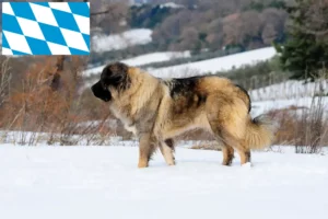 Read more about the article Caucasian Shepherd Dog Breeder and Puppies in Bavaria
