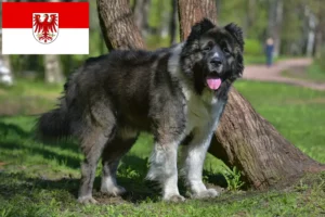 Read more about the article Caucasian Shepherd Dog Breeder and Puppies in Brandenburg