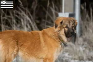 Read more about the article Caucasian Shepherd Dog Breeder and Puppies in Brittany