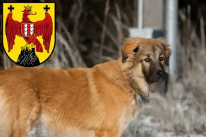 Read more about the article Caucasian Shepherd Dog Breeder and Puppies in Burgenland