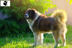 Read more about the article Caucasian Shepherd Dog Breeder and Puppies in Corsica