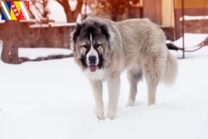 Read more about the article Caucasian Shepherd Dog Breeder and Puppies in Grand Est